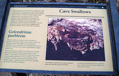 Cave swallows plaque